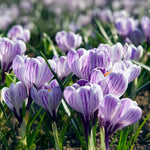 Load image into Gallery viewer, Crocus vernus 'Pickwick' - 10 Bulbs