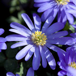 Load image into Gallery viewer, Anemone blanda 'Blue Shades' - 20 Bulbs