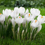 Load image into Gallery viewer, Crocus vernus 'Jeanne d'Arc' - 10 Bulbs
