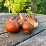Load image into Gallery viewer, Tulip 'Finola' (Double Late) - 8 Bulbs