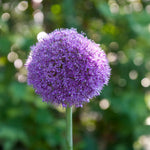Load image into Gallery viewer, Allium giganteum - 1 Bulb