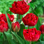 Load image into Gallery viewer, Tulip 'Salcido' (Double Late) - 8 Bulbs