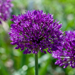 Load image into Gallery viewer, Allium ‘Purple Sensation’ - 5 Bulbs