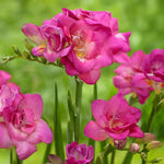 Load image into Gallery viewer, Freesia Double, PINK - 10 Bulbs