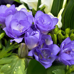 Load image into Gallery viewer, Freesia Double, BLUE - 10 Bulbs