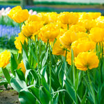 Load image into Gallery viewer, Tulip 'Yellow Pompenette' (Double Late) - 8 Bulbs