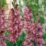 Load image into Gallery viewer, Gladiolus ‘Jakoetsk’ Bulbs (7)