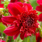 Load image into Gallery viewer, Dahlia “Shades of Red” Bulbs (5) – 100 Days to Bloom