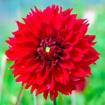 Load image into Gallery viewer, Bouquet Dahlia “Fubuki Red Shades” Bulbs (4)