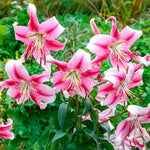 Load image into Gallery viewer, Bulbi di Lilium OT ANASTASIA (1)