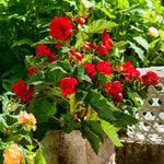 Load image into Gallery viewer, Dark Red Double Begonia Bulbs (3)