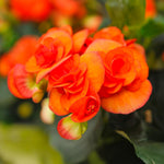 Load image into Gallery viewer, Orange Double Begonia Bulbs (3)