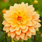 Load image into Gallery viewer, Decorative Dahlia “Soft Tones” Bulbs (3)