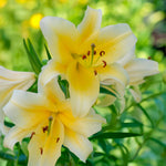 Load image into Gallery viewer, Bulbi di Lilium OT Yellow (1)