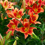 Carica l'immagine nel visualizzatore Galleria, Lilium OT MONTEGO BAY (3 Bulbi)