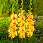 Carica l'immagine nel visualizzatore Galleria, Gladiolus ‘Jester’ (7 Bulbi)