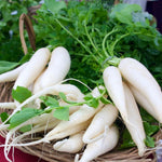 Load image into Gallery viewer, JAPANESE SEED KIT | 5 Seed Packets | Thai Basil (Licorice Basil) | Daikon (Japanese Radish) | Edamame (Soybean) | Okra (Clemson Spineless) | Pak Choi (Chinese Cabbage)