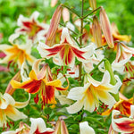 Load image into Gallery viewer, Bulbi di Lilium OT Mix (5)