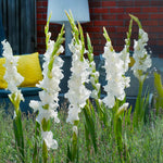 Load image into Gallery viewer, White Gladiolus Bulbs (10)