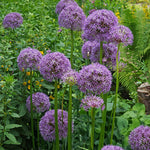 Load image into Gallery viewer, Allium ‘Gladiator’ - 1 Bulb