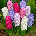 Load image into Gallery viewer, Hyacinths (Hyacinthus) mixed - 4 Bulbs