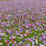 Load image into Gallery viewer, Anemone coronaria 'De Caen' - 15 Bulbs