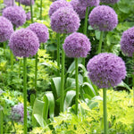 Load image into Gallery viewer, Allium ‘Globemaster’ - 1 Bulb