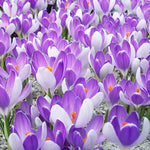 Load image into Gallery viewer, Crocus 'Vanguard' - 10 Bulbs