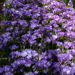 Load image into Gallery viewer, Freesia Double, BLUE - 10 Bulbs