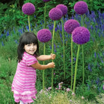 Load image into Gallery viewer, Allium giganteum - 1 Bulb