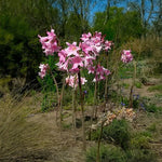 Carica l'immagine nel visualizzatore Galleria, Amaryllis belladonna (1 Bulbo)
