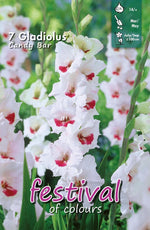 Load image into Gallery viewer, Gladiolus ‘Candy Bar’ Bulbs (7)