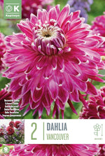 Load image into Gallery viewer, Decorative Dahlia “Vancouver” Bulbs (2)