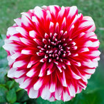 Load image into Gallery viewer, Bouquet Dahlia “Fubuki Red Shades” Bulbs (4)