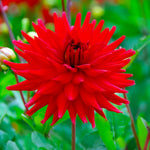 Load image into Gallery viewer, Dahlia “Shades of Red” Bulbs (5) – 100 Days to Bloom