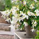 Carica l'immagine nel visualizzatore Galleria, Begonia BOLIVIENSIS WHITE TINKLE TREE (1 Bulbo)