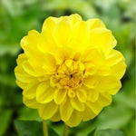 Load image into Gallery viewer, Dahlia “Shades of Yellow” Bulbs (5) – 100 Days to Bloom
