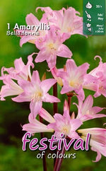 Carica l'immagine nel visualizzatore Galleria, Amaryllis belladonna (1 Bulbo)