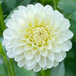Load image into Gallery viewer, Dahlia “Shades of White” Bulbs (5) – 100 Days to Bloom