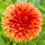 Load image into Gallery viewer, Bouquet Dahlia “Fubuki Red Shades” Bulbs (4)