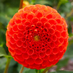 Load image into Gallery viewer, Dahlia “Shades of Orange” Bulbs (5) – 100 Days to Bloom