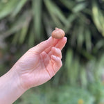 Load image into Gallery viewer, Crocus vernus 'Grand Maître' - 10 Bulbs