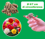 Load image into Gallery viewer, Ranunculus (Buttercups), RED - 10 Bulbs