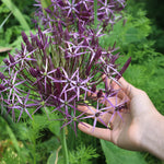 Load image into Gallery viewer, Allium ‘Cristophii’ - 5 Bulbs