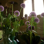 Load image into Gallery viewer, Allium ‘Gladiator’ - 1 Bulb