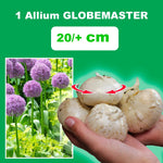 Load image into Gallery viewer, Allium ‘Globemaster’ - 1 Bulb