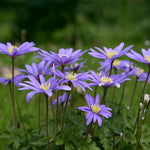 Load image into Gallery viewer, Anemone blanda 'Blue Shades' - 20 Bulbs