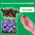 Load image into Gallery viewer, Anemone blanda 'Blue Shades' - 20 Bulbs