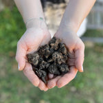 Load image into Gallery viewer, Anemone coronaria 'St. Brigid' Mixed - 15 Bulbs