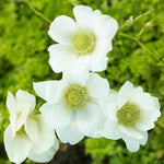 Load image into Gallery viewer, Anemone coronaria 'The Bride' - 10 Bulbs